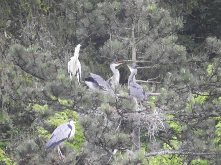 Любителям птиц. Серая цапля Словении