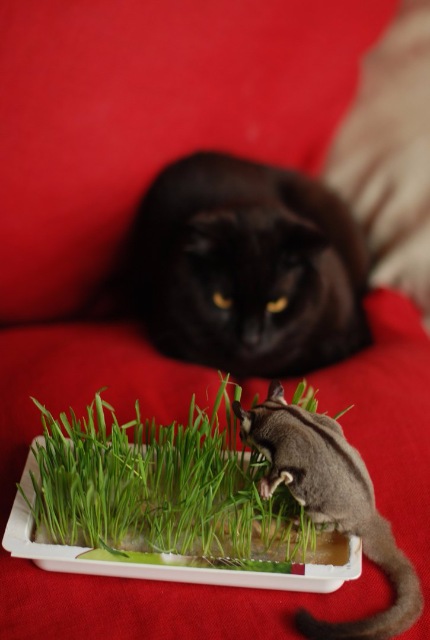 Космос — В мире животных: смешные фото питомцев и зверей (фото 2)