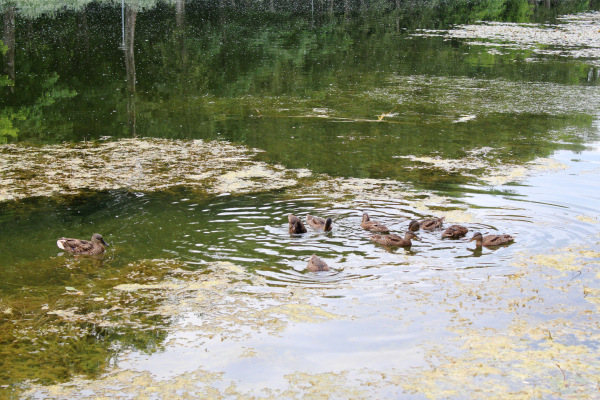 У Московского пруда. Или куда деваются утки (фото 8)