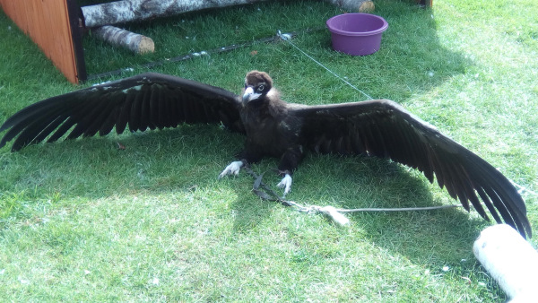 Тинка в экопарке — Куклы и тела Obitsu (Обитсу): 1/6