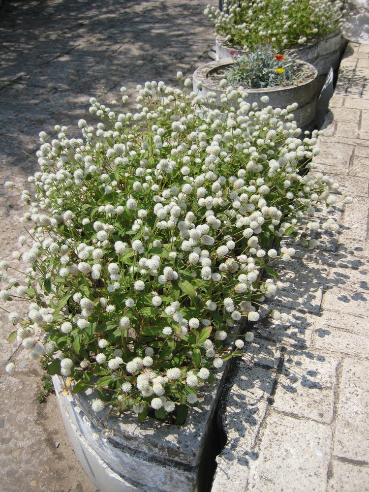 Вот такая вот Болгария — Туризм и путешествия: фотоотчеты из поездок (фото 9)