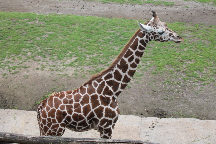 По Германии: зоопарк Лейпцига, часть 3