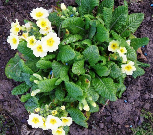 Люблю тебя, английская деревня