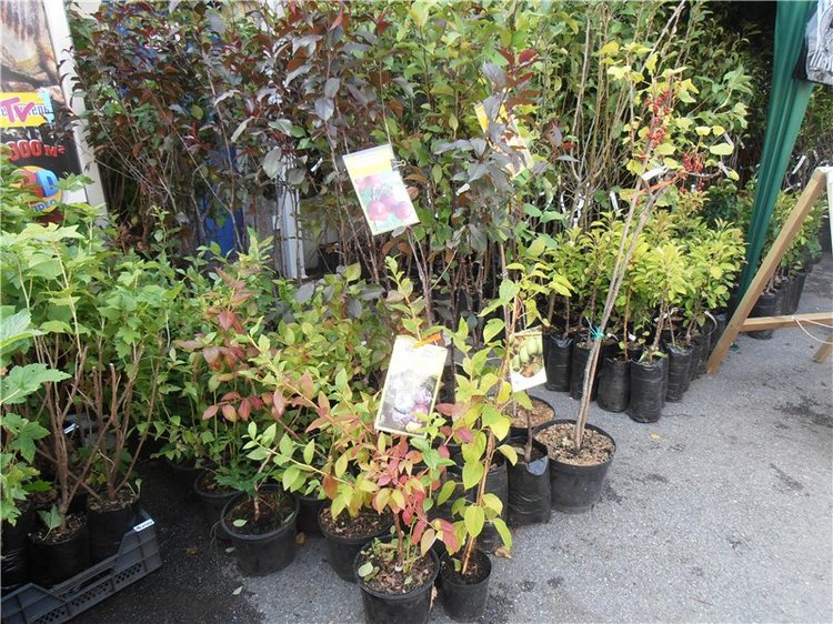 Ярмарка АгроРусь 2014 в Петербурге | Бэйбики Ярмарка АгроРусь 2014 в Петербурге (фото 9)