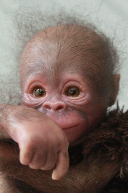 Обезьянка Bindi кукла реборн Элины Кудрявцевой