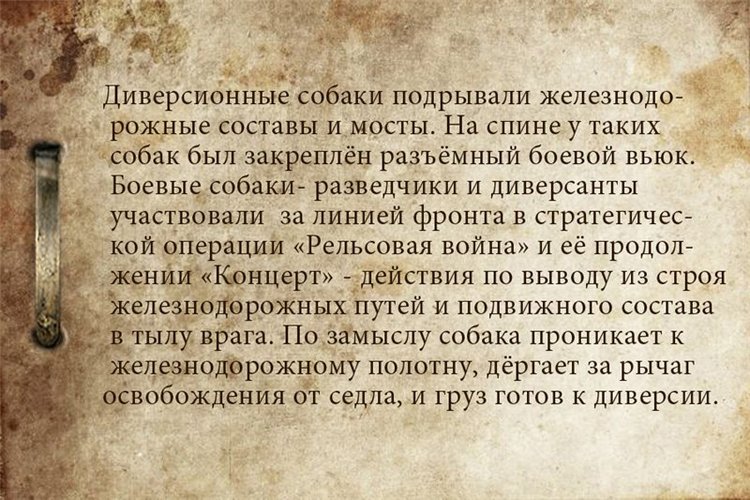 Собаки-бойцы, герои Великой Отечественной войны