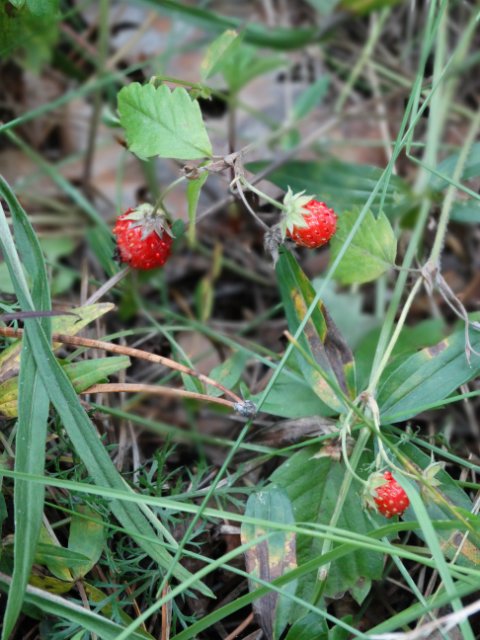 Лесные покатушки — Куклы Annette Himstedt (Аннетт Химстедт): коллекционные