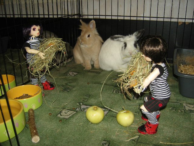 Юннаты - Рен и Ран — Куклы Dollzone (Доллзон): BJD (БЖД) (фото 3)