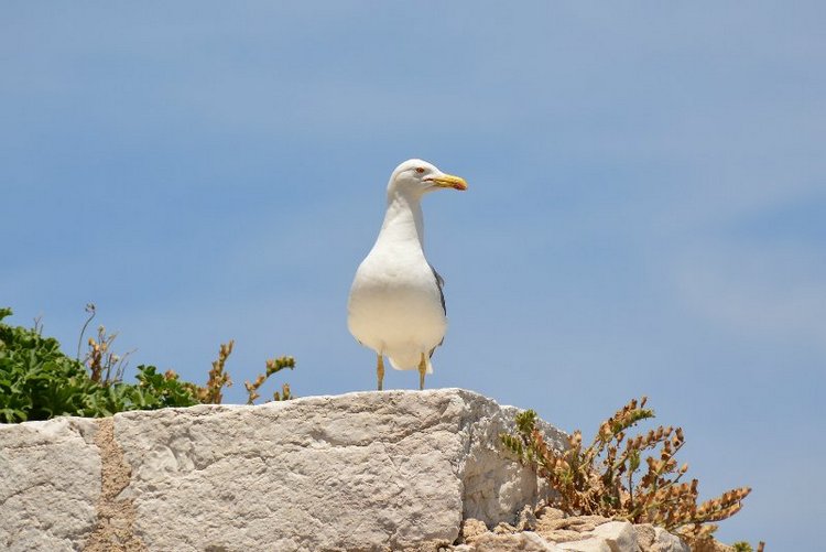 Ницца, Марсель, море и горы