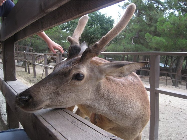 Галчонок и лето. Винтажна куколка СССР Галя