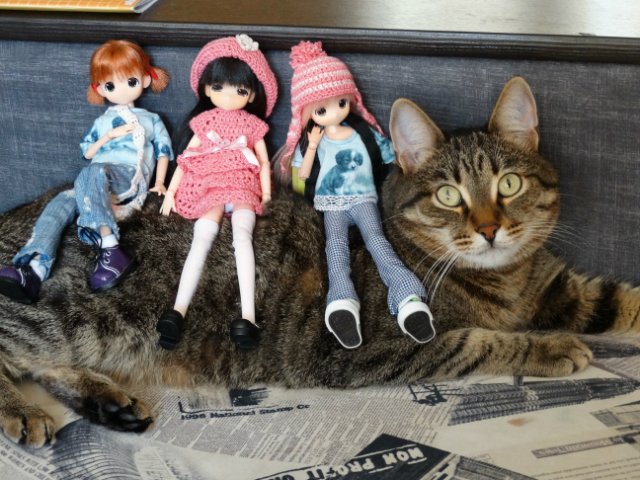 Моего кота не волнуют конкурсы, он просто любит фотографироваться