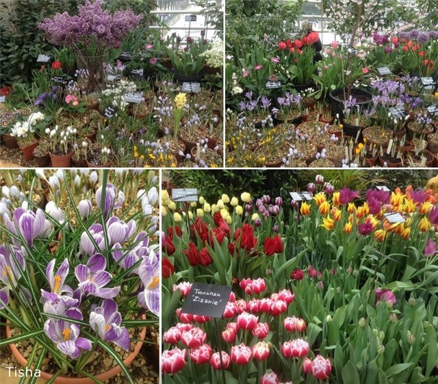 Репетиция весны в "Аптекарском огороде" (фото 9)