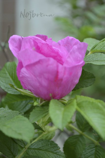 Яркие краски. Вихтели Rosemarie Anna Muller