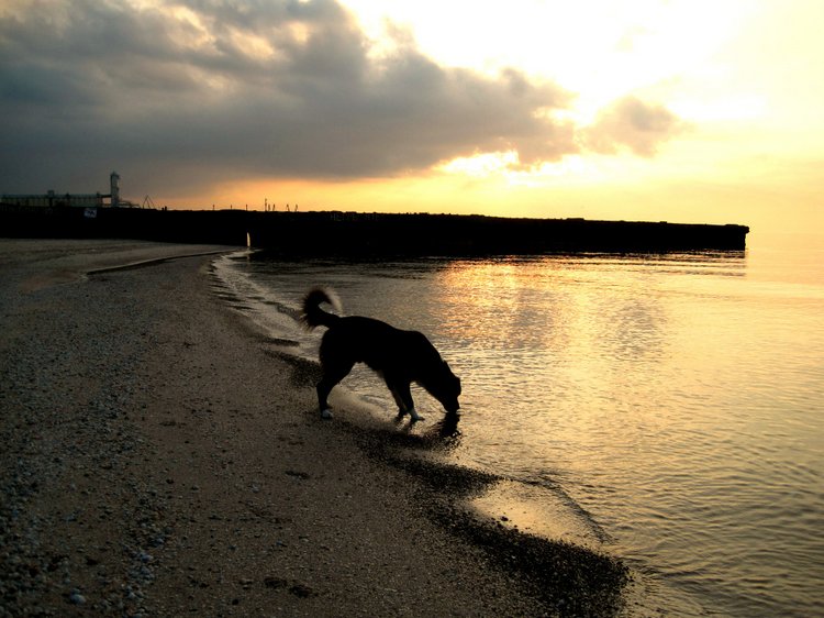 Путешествие к морю. Коллекционная кукла Фрося. Flori, Rolanda Heimer, Schildkrot