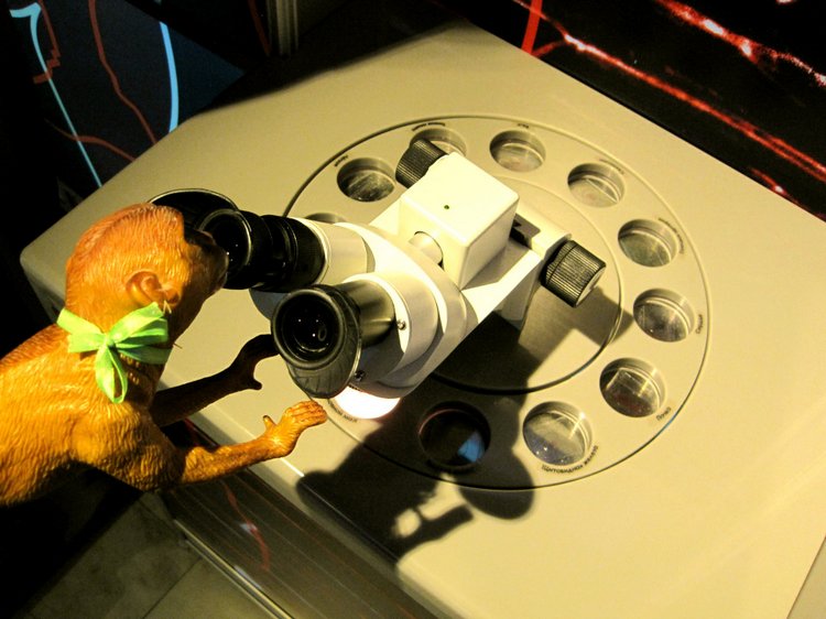 День в музее. Анжела в Государственном Дарвиновском музее