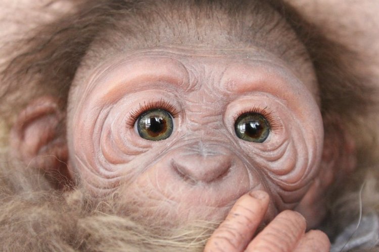 Лерка, кукла-реборн Элины Кудрявцевой (фото 8)