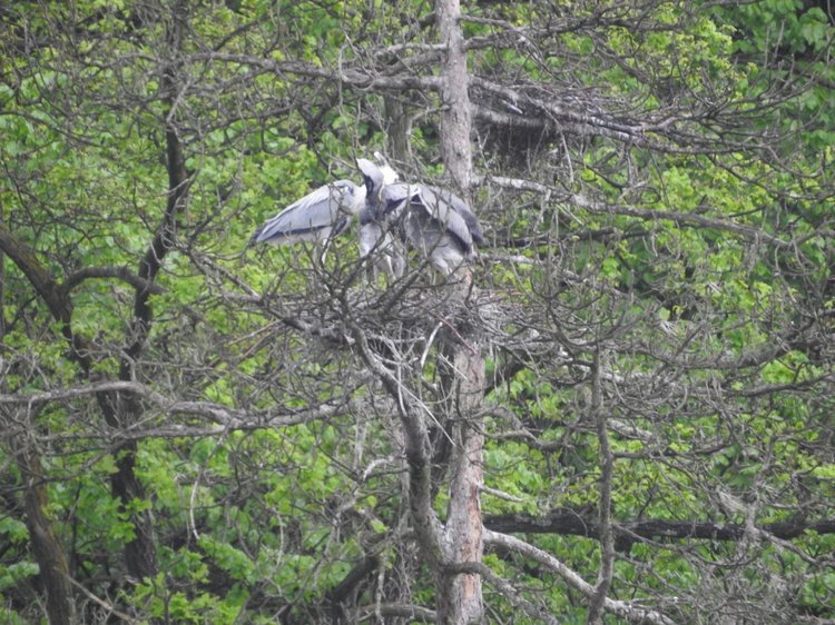 Любителям птиц. Серая цапля Словении