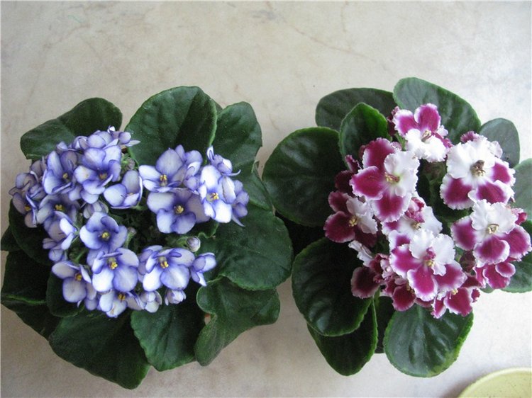 Моя Адора Фиалка — Куклы Adora (Адора): коллекционные виниловые