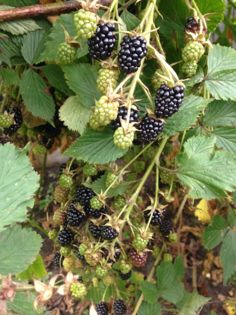 Последние летние выходные на даче с малышкой Авери от H. Kish (фото 9)