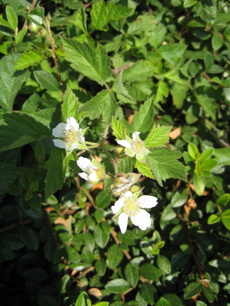Вот такая вот Болгария — Туризм и путешествия: фотоотчеты из поездок