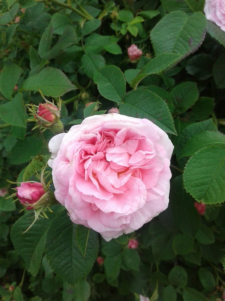 Псков: из лета в лето. Прогулки по городу и куклы