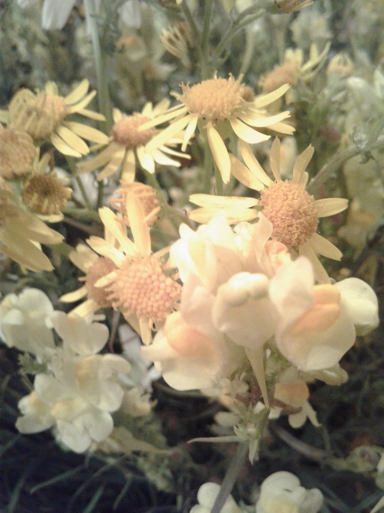 Псков: из лета в лето. Прогулки по городу и куклы