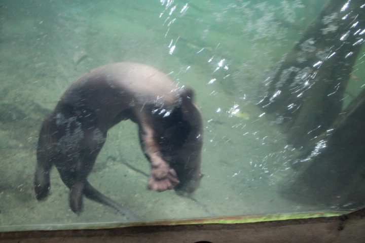 По Германии: зоопарк Лейпцига, часть 2