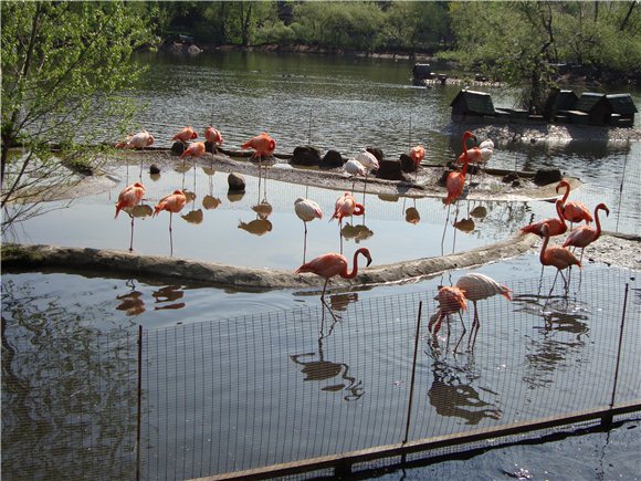Наша традиционная майская прогулка по Московскому зоопарку (фото 3)