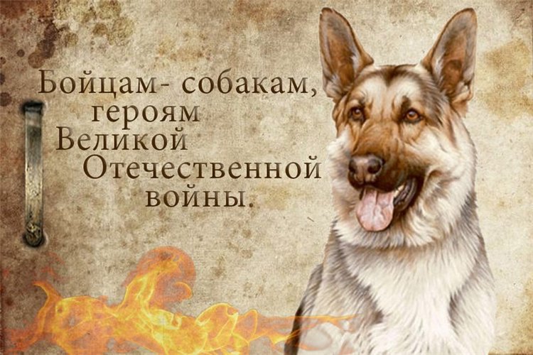 Собаки-бойцы, герои Великой Отечественной войны