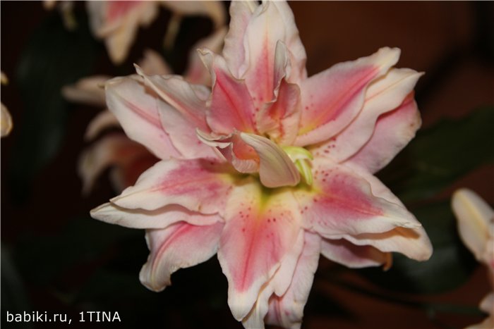 Лилии и Яни от Kaye Wiggs