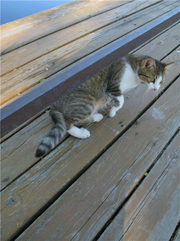 Прогулка с Райли. Riley от автора Helen Kish