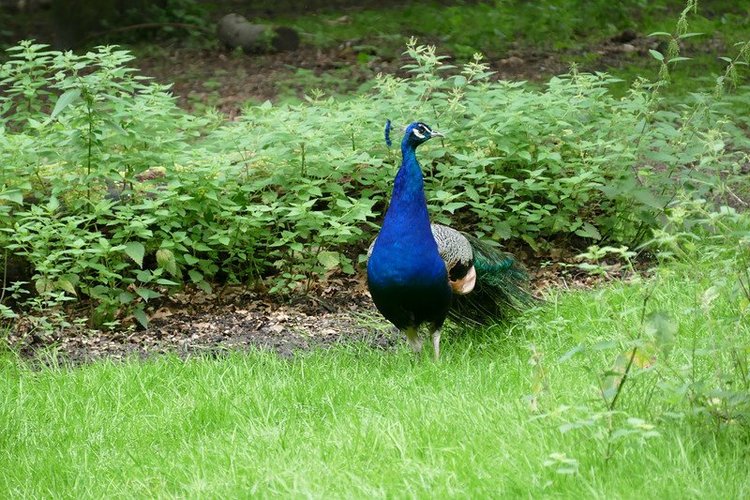 Hirschpark Hamburg. Олений парк. ВИДЕО