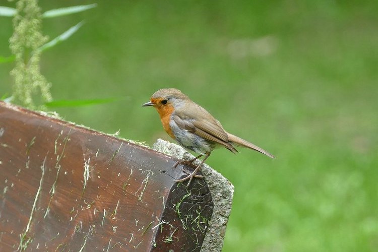 Hirschpark Hamburg. Олений парк. ВИДЕО