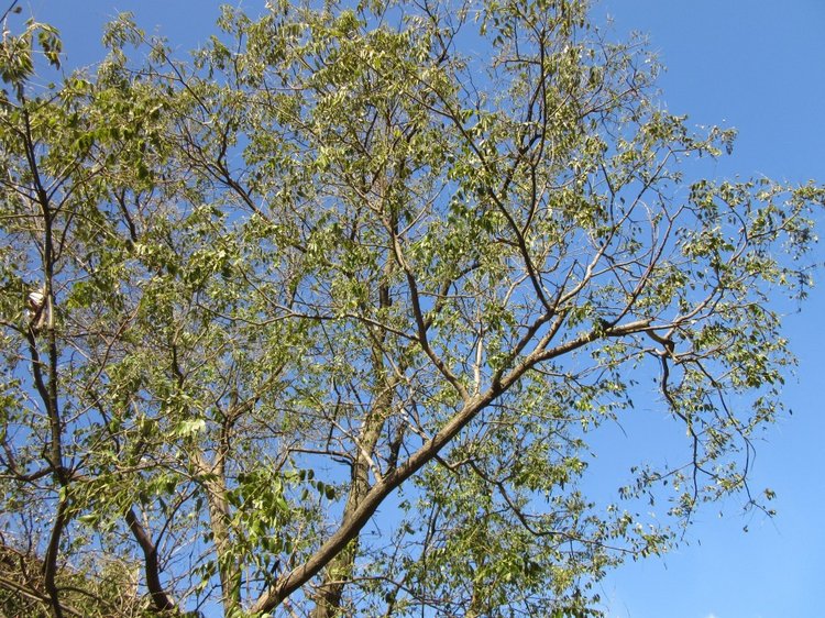 Незнакомка с черном и с косой, или Смертушка тоже хочет дружить