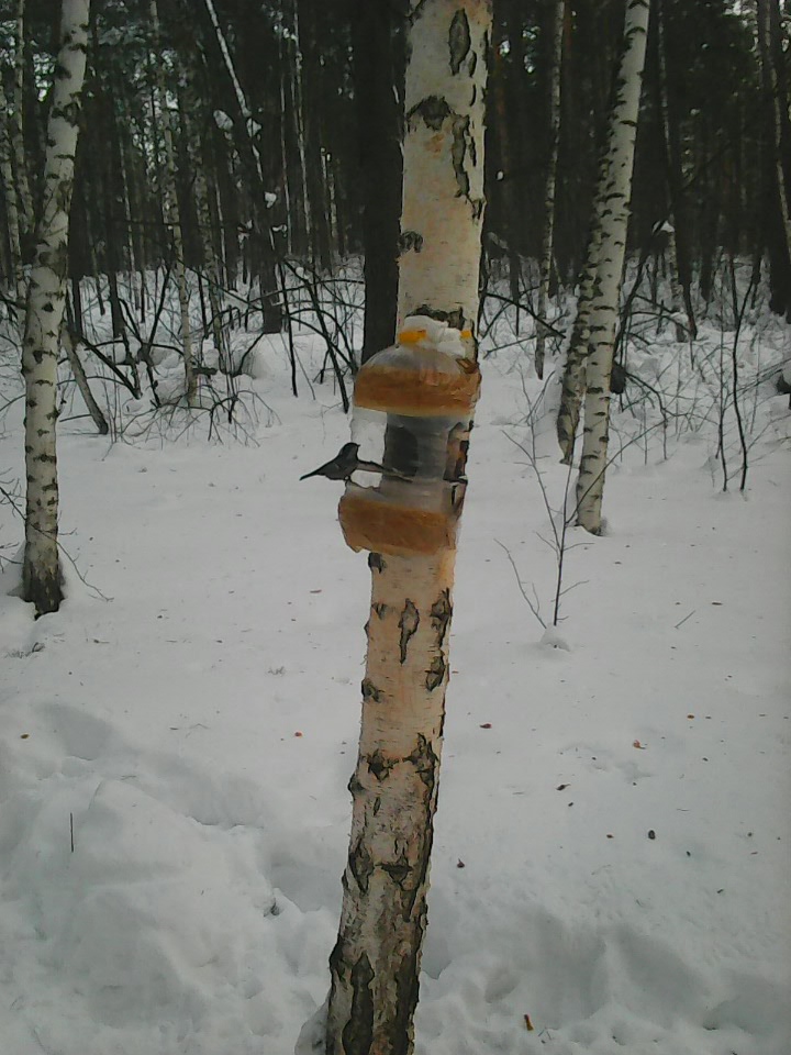 Интересное наблюдение за птицами у кормушки