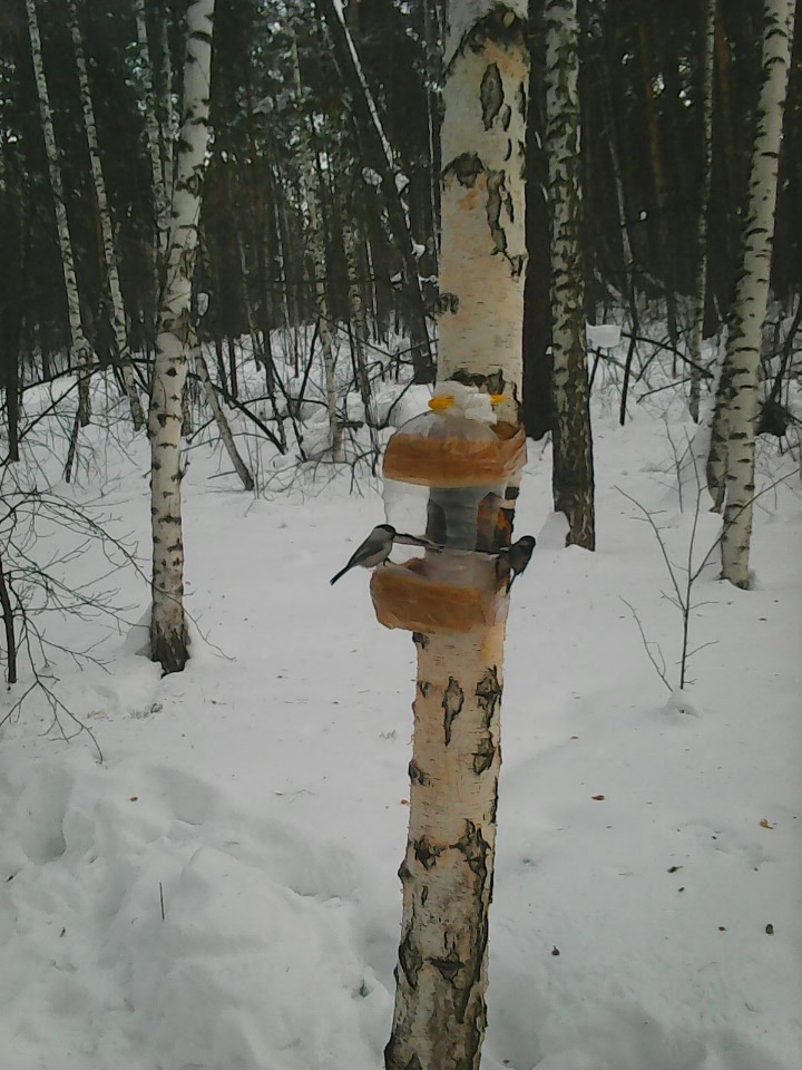 Интересное наблюдение за птицами у кормушки