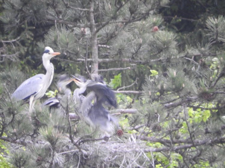 Любителям птиц. Серая цапля Словении