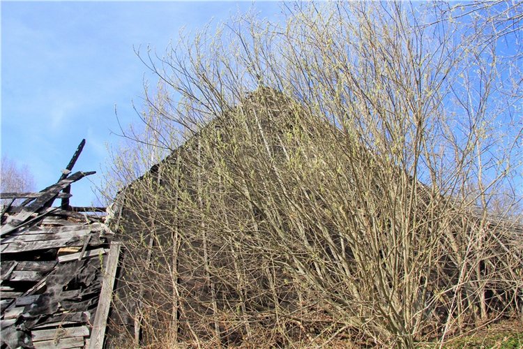 Майский день в Митино — Туризм и путешествия: фотоотчеты из поездок