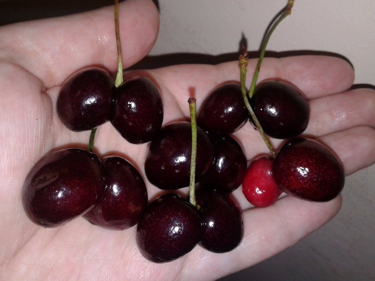 Природа Пскова: из весны в лето