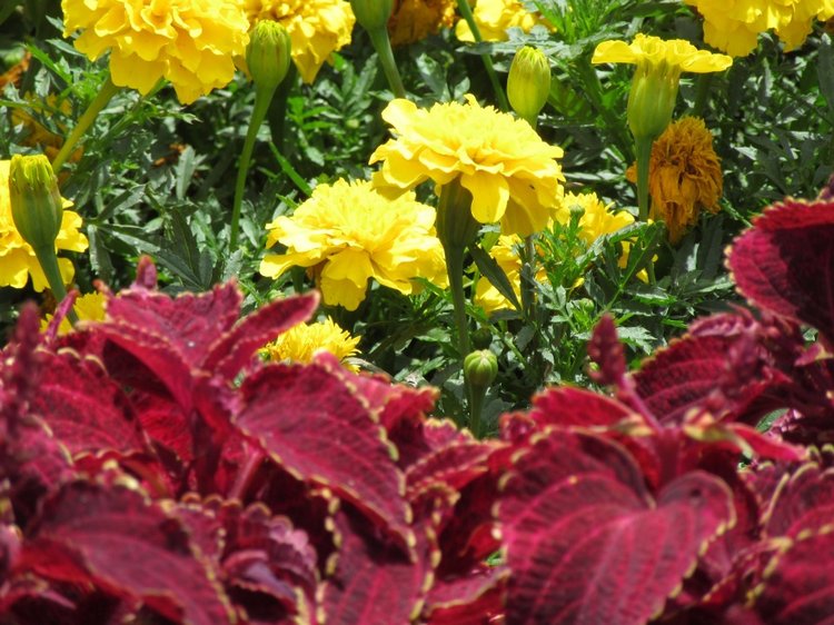 По дороге летним днём Магдалена шла с чепцом