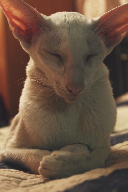 Dolche Evol De Melodica — Авторские работы в частных коллекциях: домашние фото кукол и игрушек