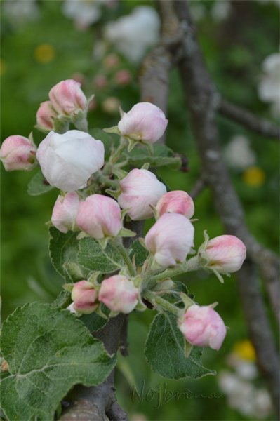 Снова яблони цветут...Lina Rot от Kaethe Kruse (фото 3)