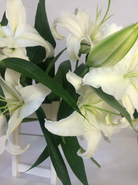 Моя Мики от Kaye Wiggs — Куклы Kaye Wiggs (Кайе Виггс): авторские BJD (БЖД)