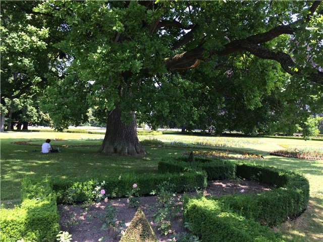 Светлая Галадриэль, или путешествие по Эльфийскому лесу | Бэйбики Светлая Галадриэль, или путешествие по Эльфийскому лесу