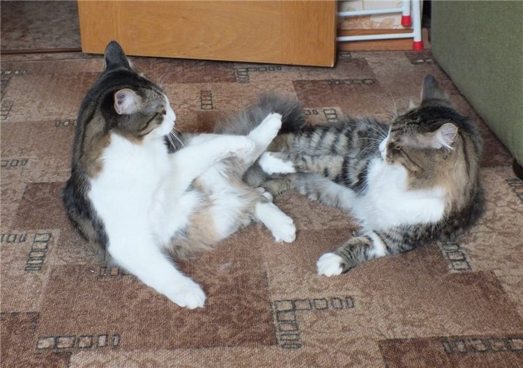 Как из идеи вязаного платья получается шитый комбинезон... или чего хотят наши куклы