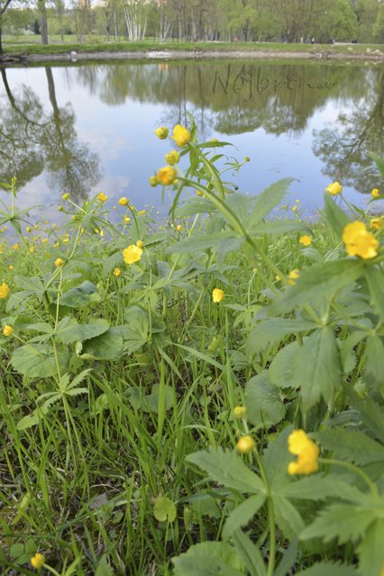 Яркие краски. Вихтели Rosemarie Anna Muller