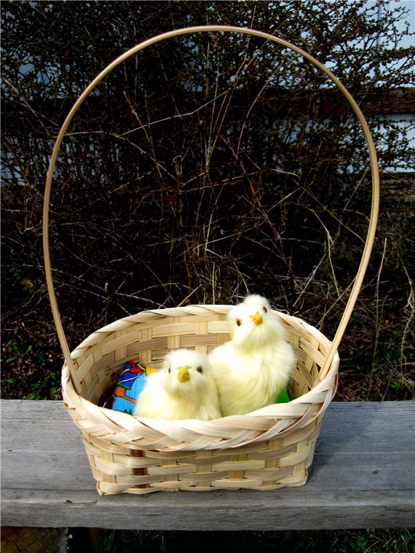 С праздником! Наше жёлторотое пополнение (фото 2)