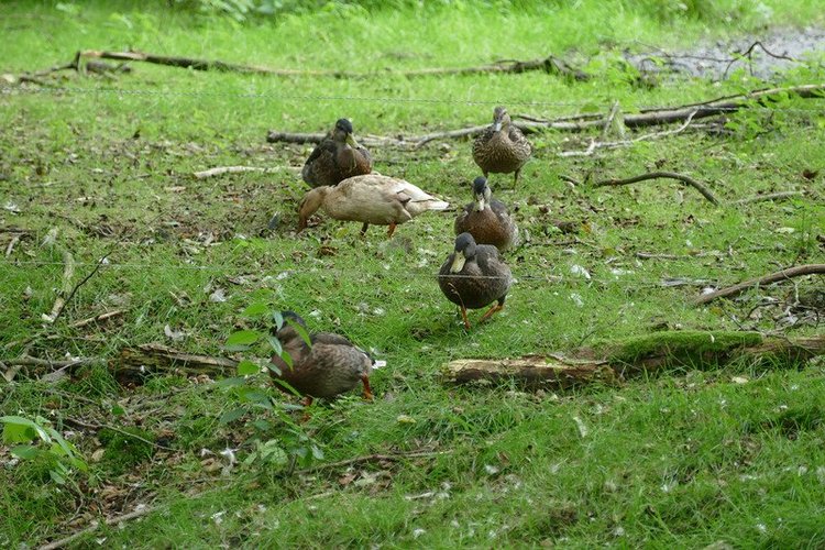 Hirschpark Hamburg. Олений парк. ВИДЕО