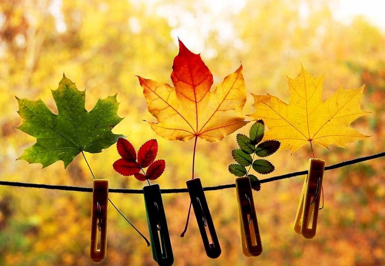 Красотка-осень — Болталка и разговоры обо всем: жизнь