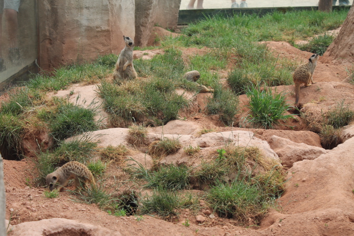 По Германии: зоопарк Лейпцига, часть 3